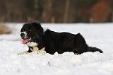 BORDER COLLIE 1162